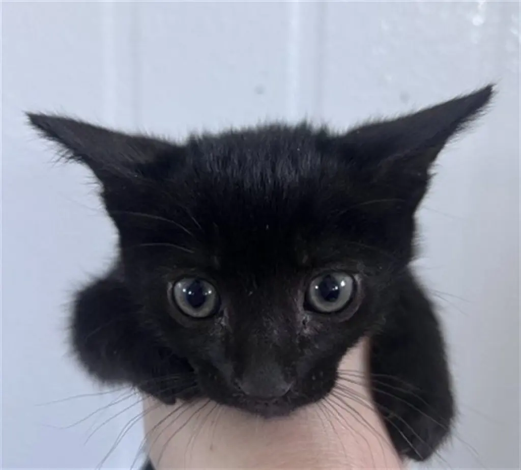BEAN