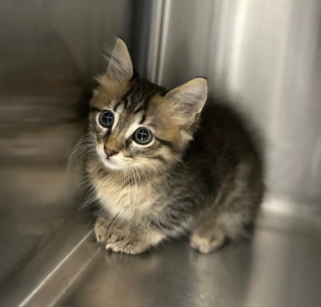 KITTEN 4