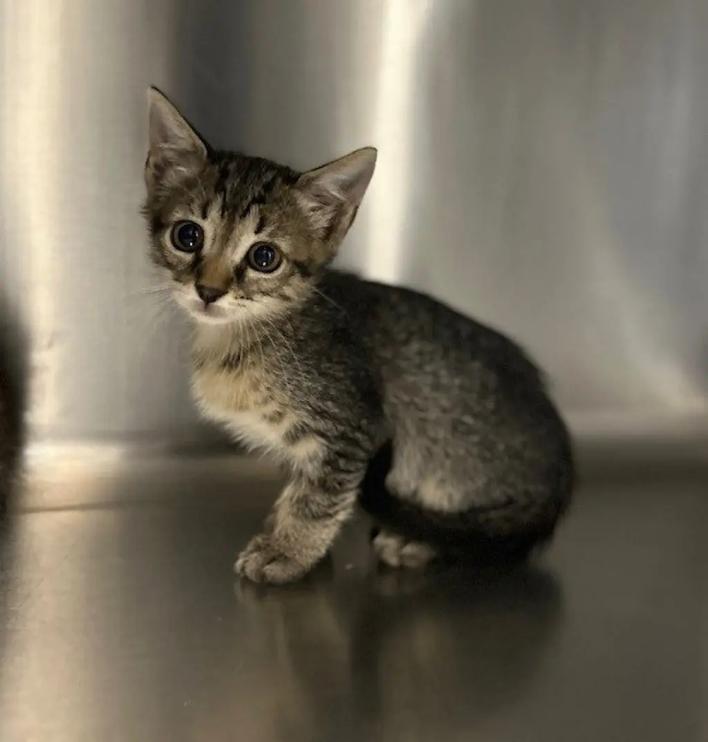 KITTEN 3
