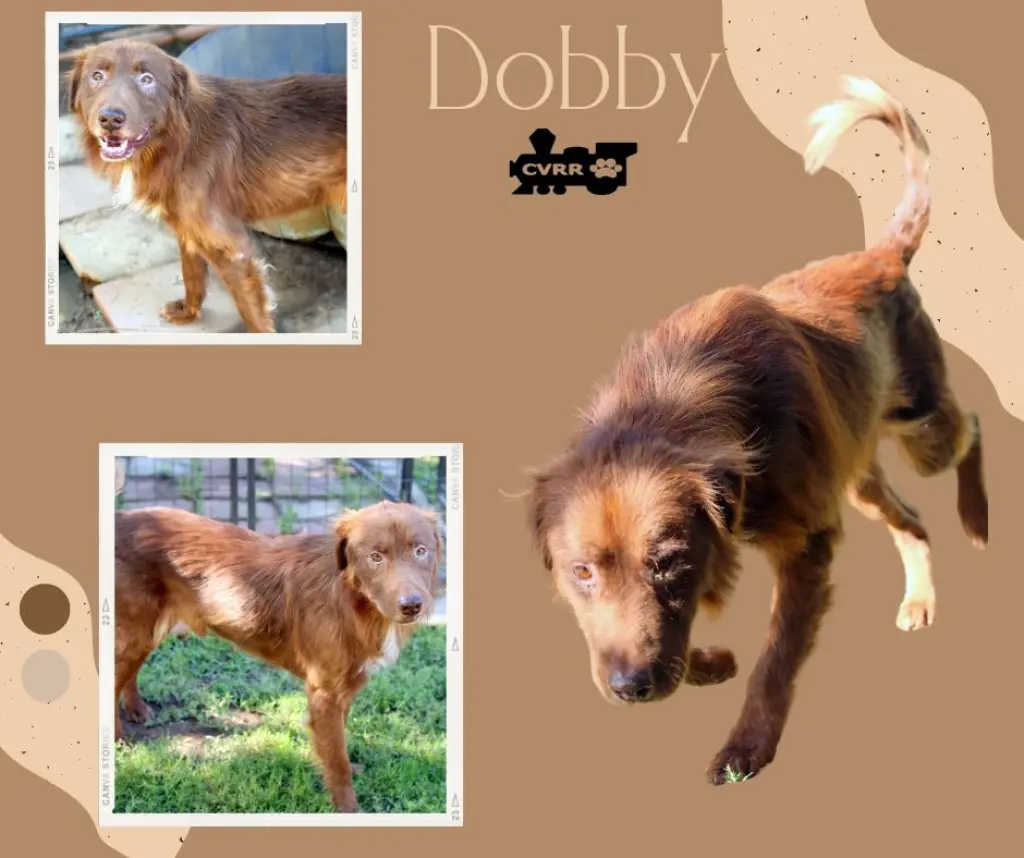 Dobby