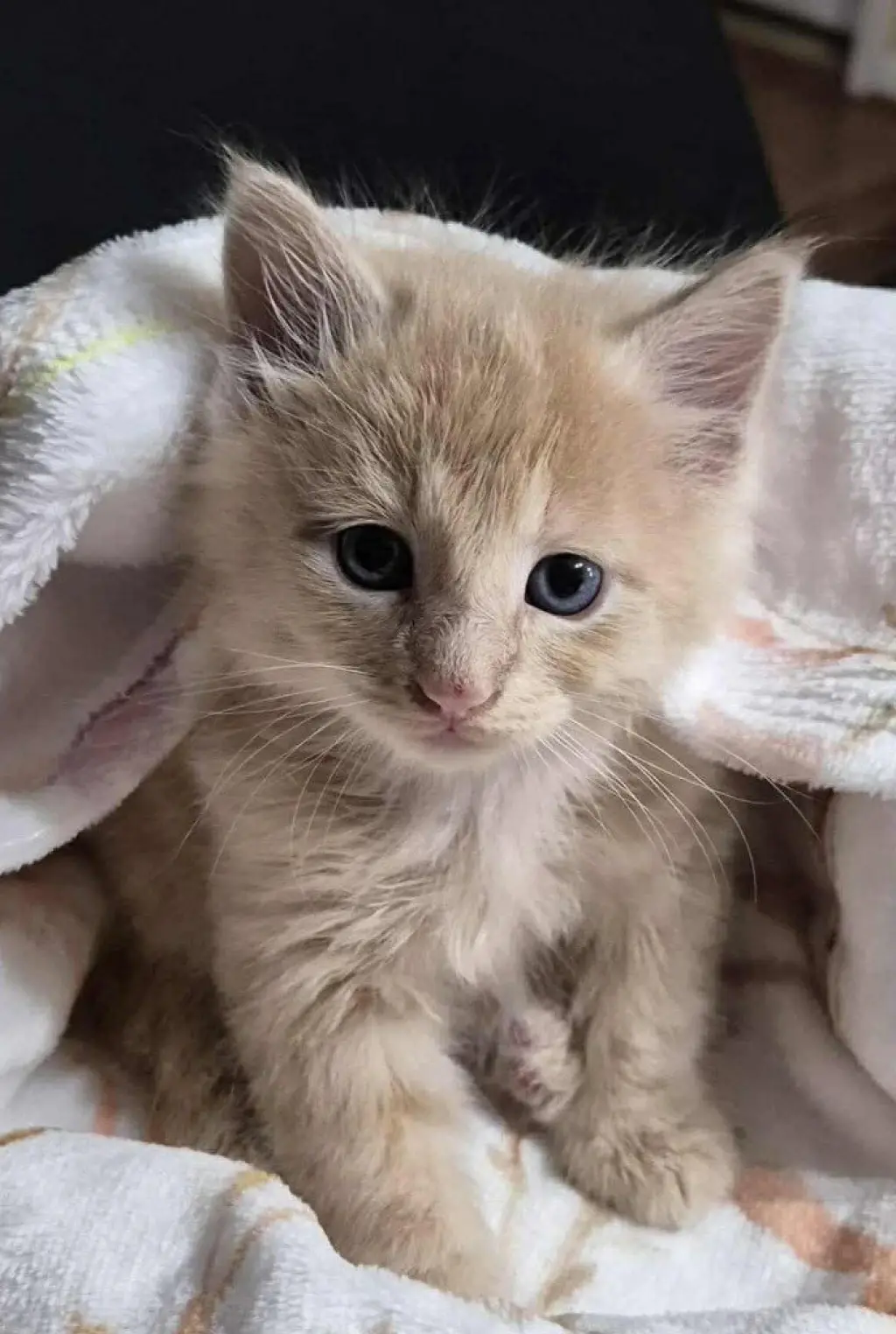 Dewey