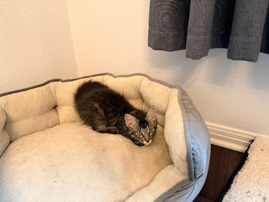 Hazel