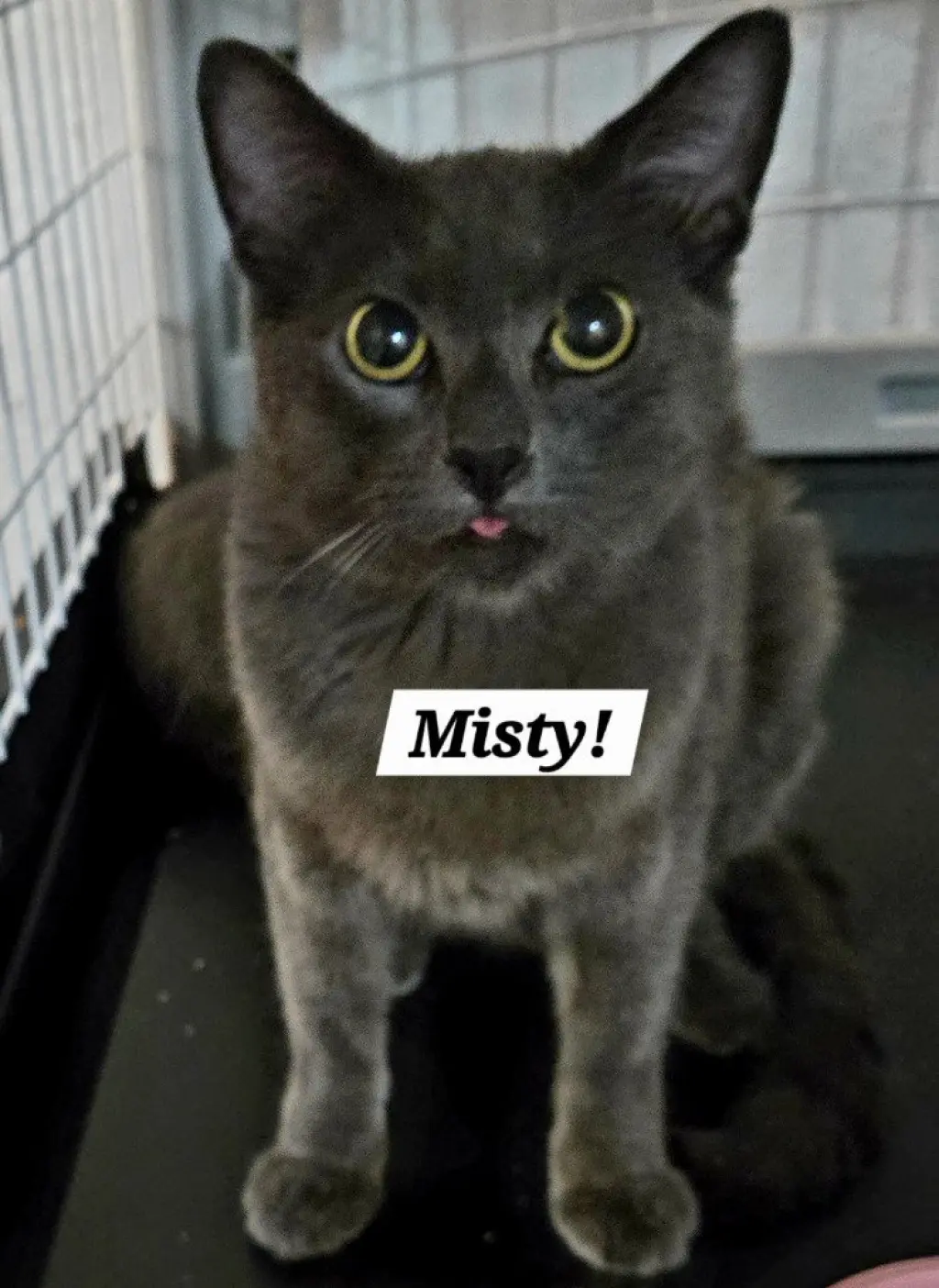 Misty