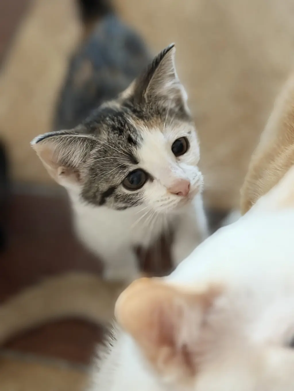 Wren =^.^=