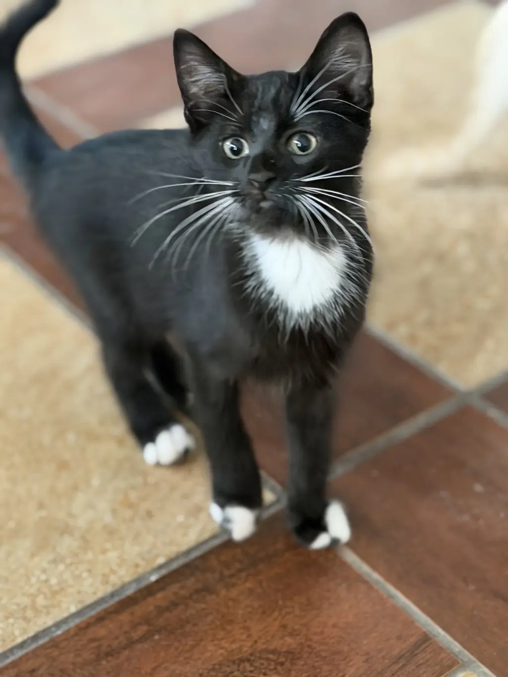 Waverly =^.^=