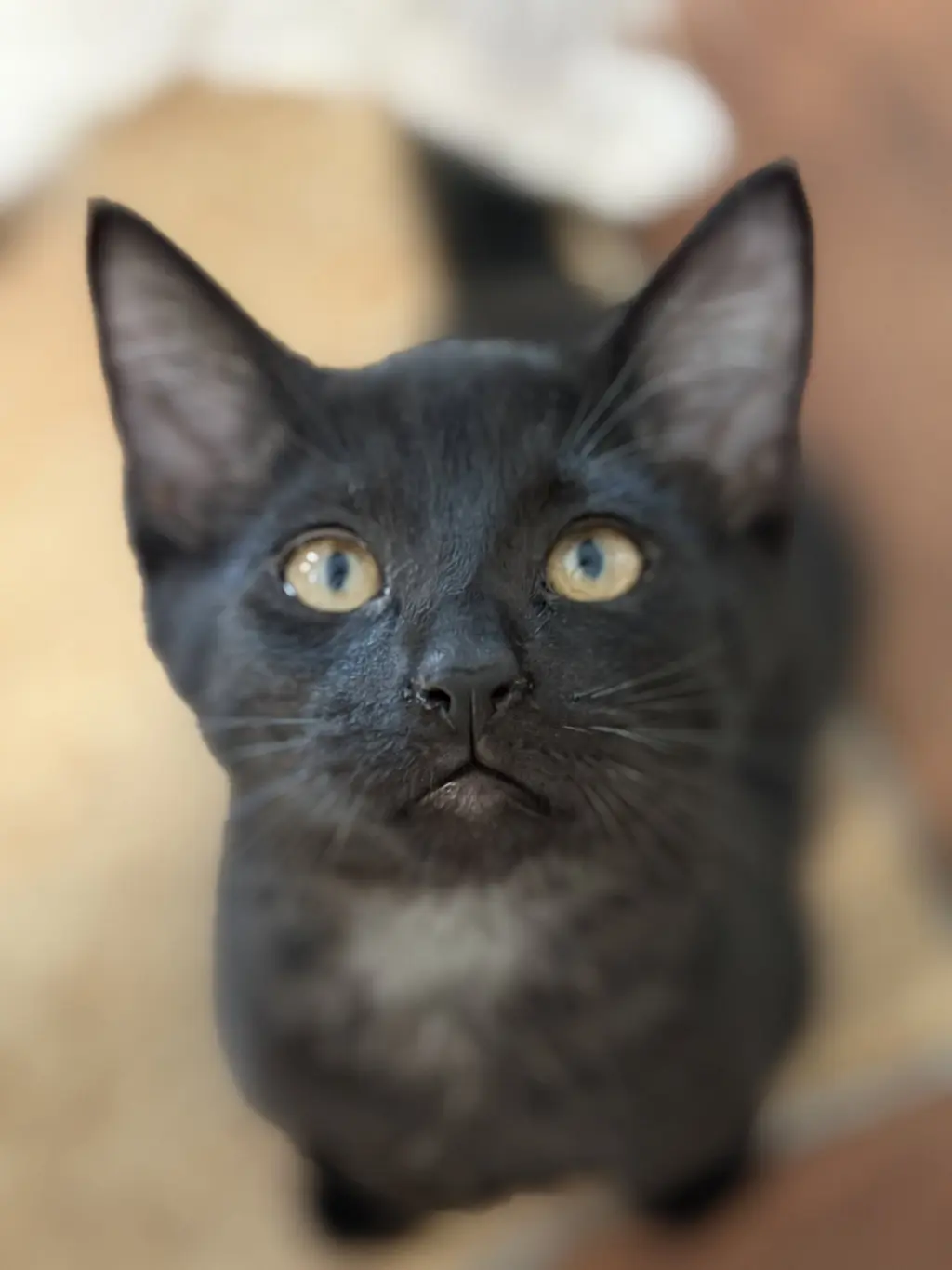 Timothy =^.^=