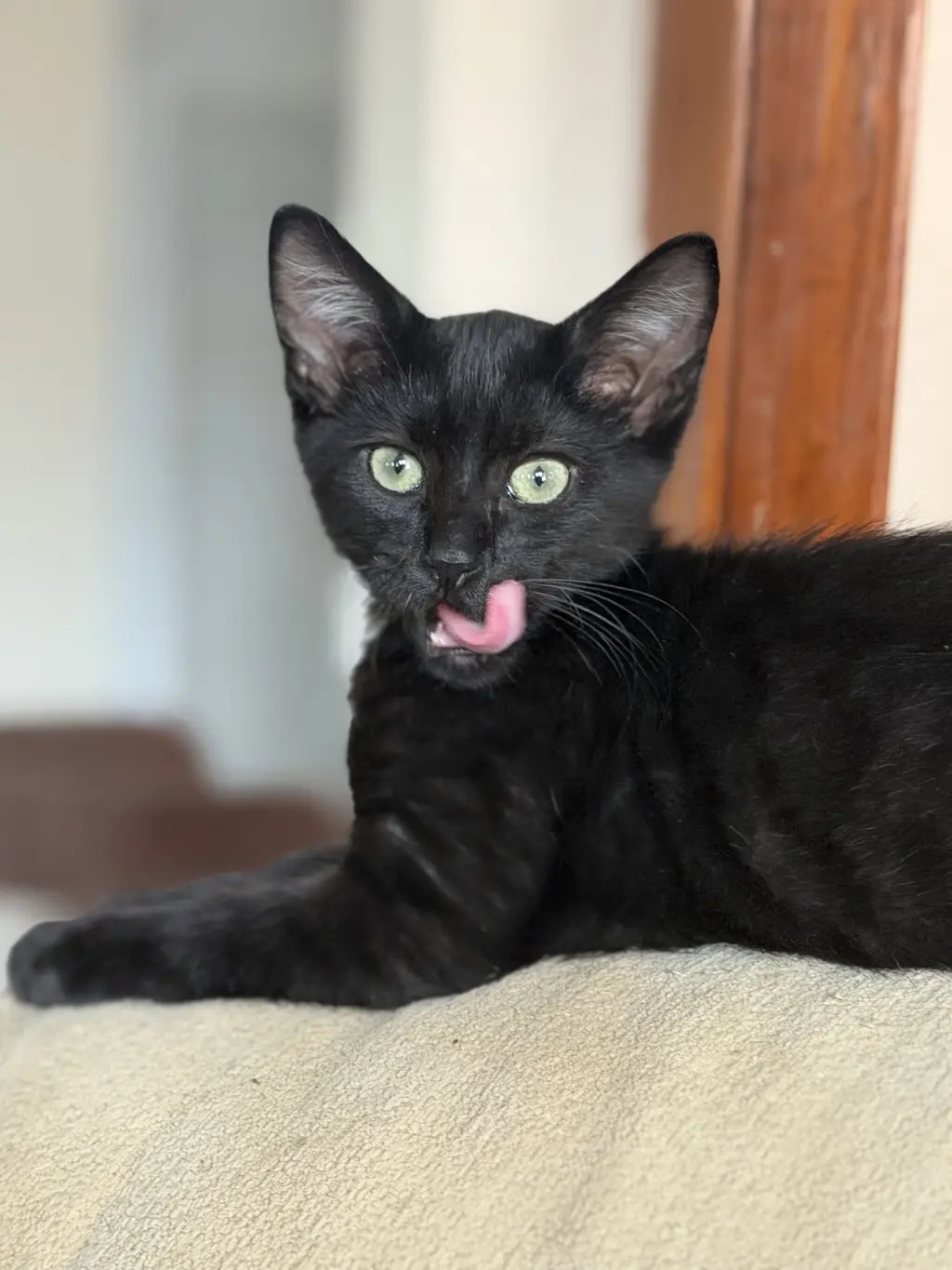 Toby =^.^=
