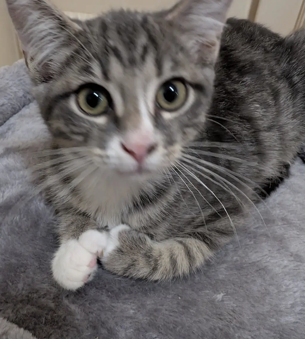 Oscar =^.^=