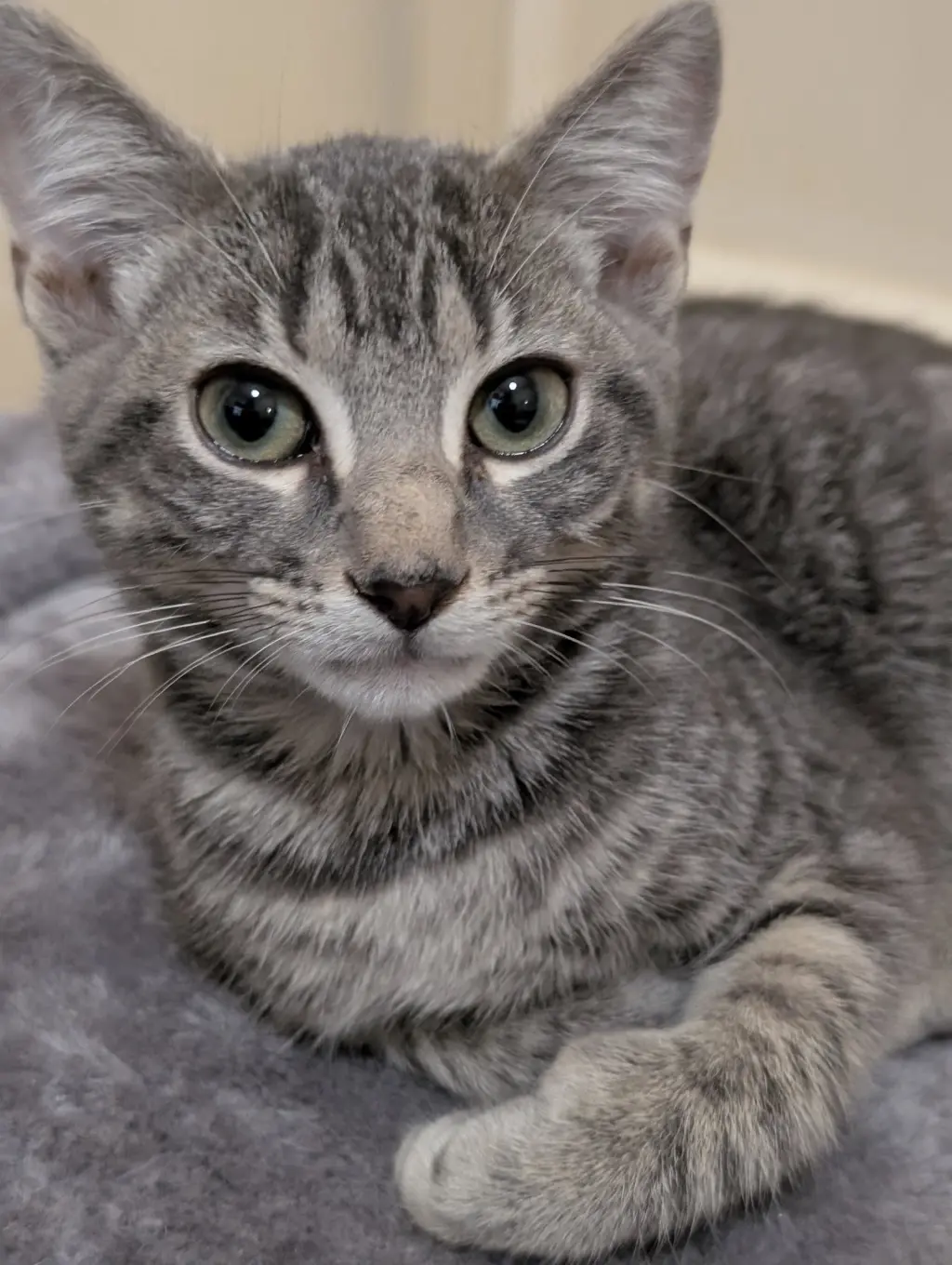 Ollie =^.^=