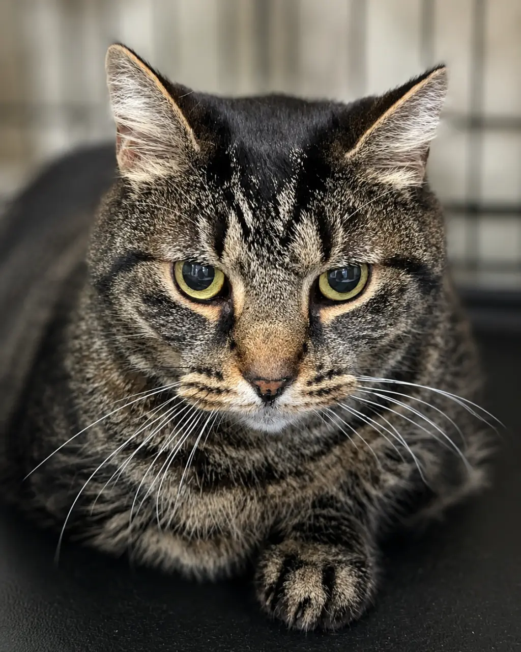 Timmy (FCID# 06/17/2026-158) Willow Grove