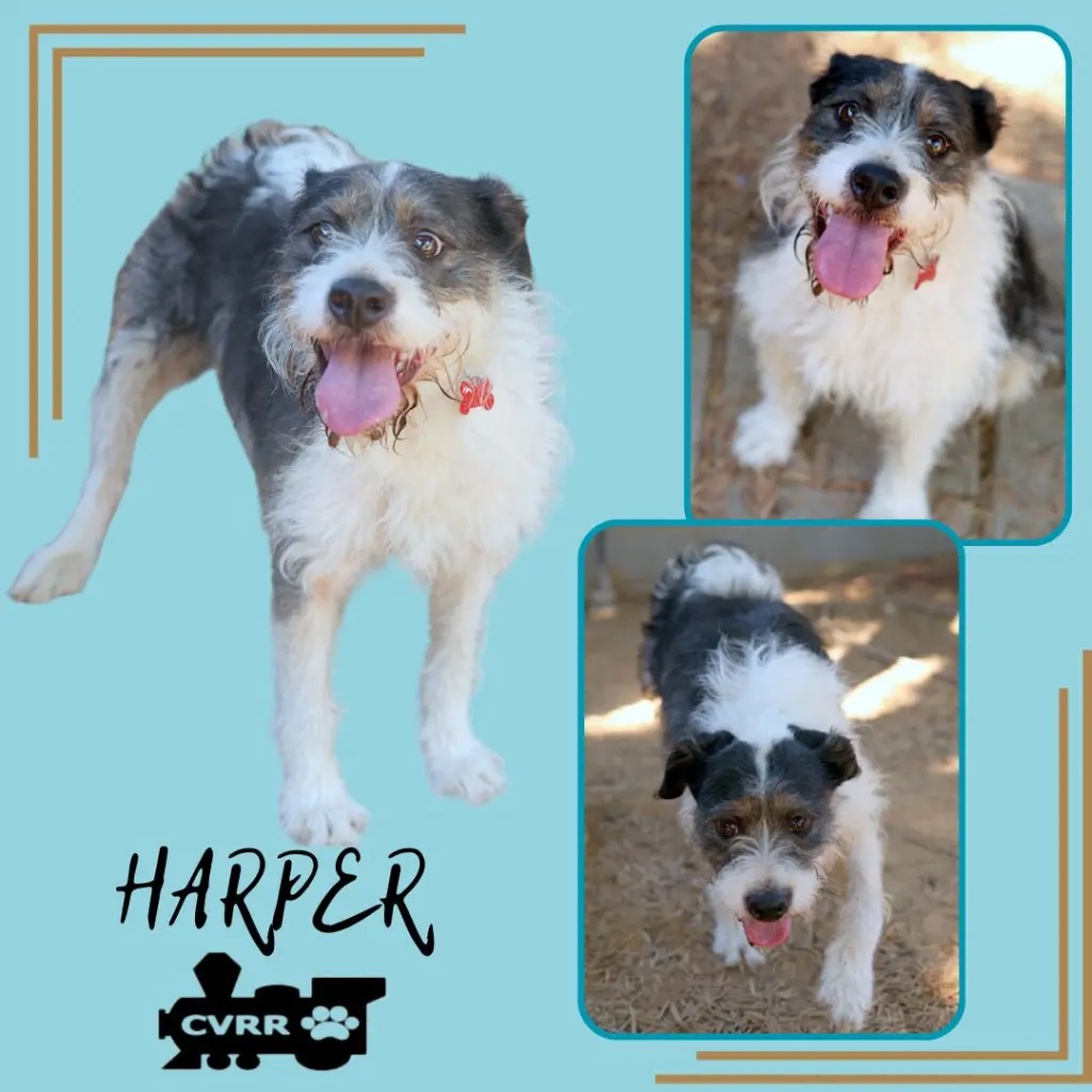 Harper