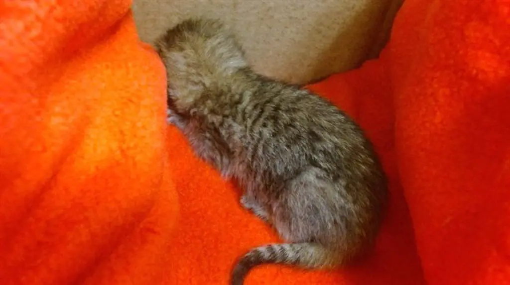 BEBE