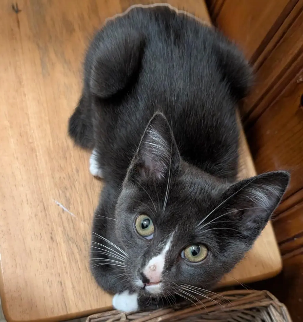 Oakley =^.^=