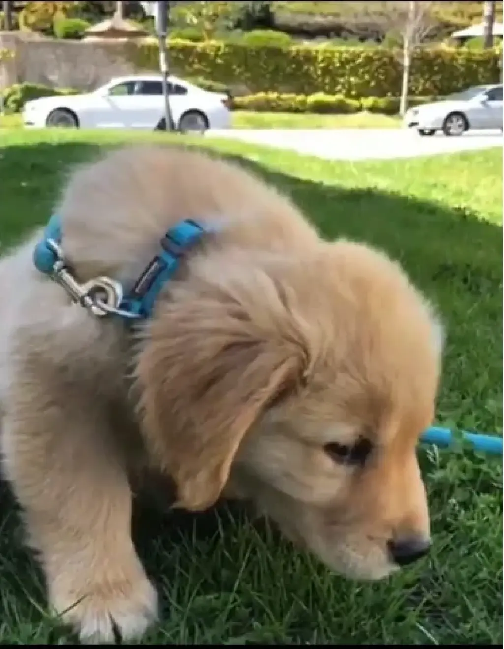 Baby golden retrievers