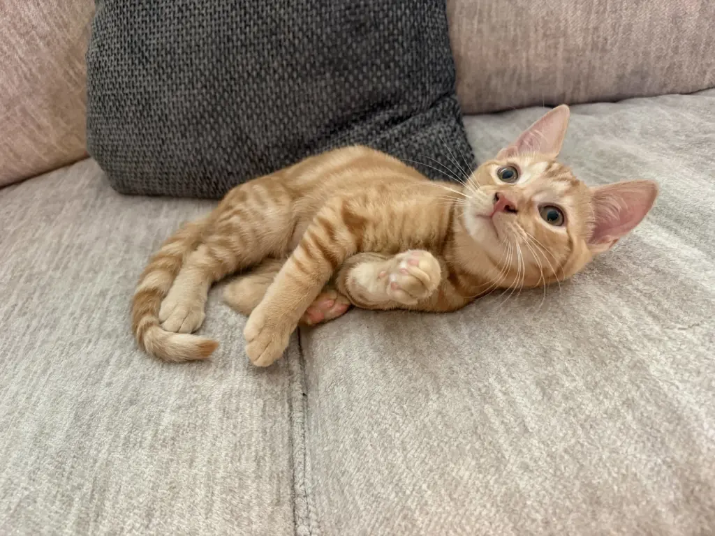 Cheeto (5052)