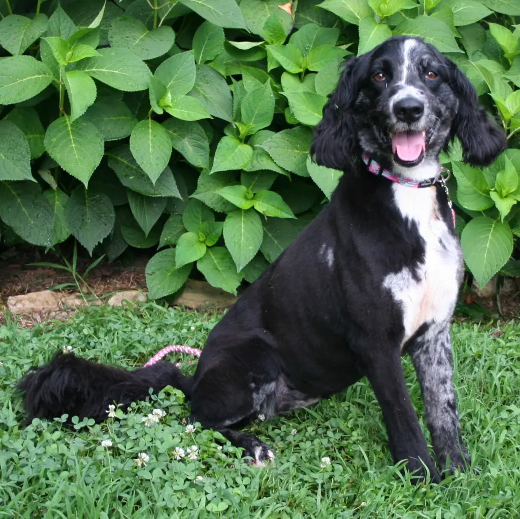 MARLEY GIRL