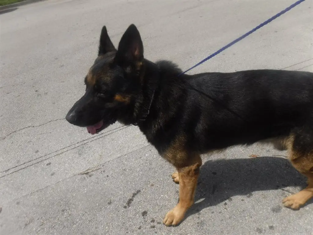 LUCAS