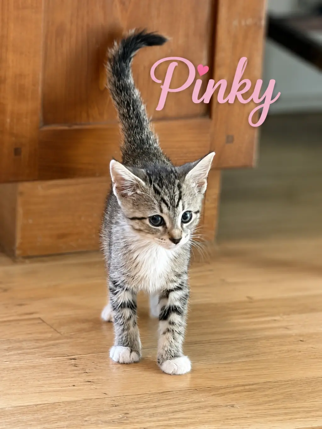 Pinky, Willow Grove PS (FCID 07/08/2026-153) KDC