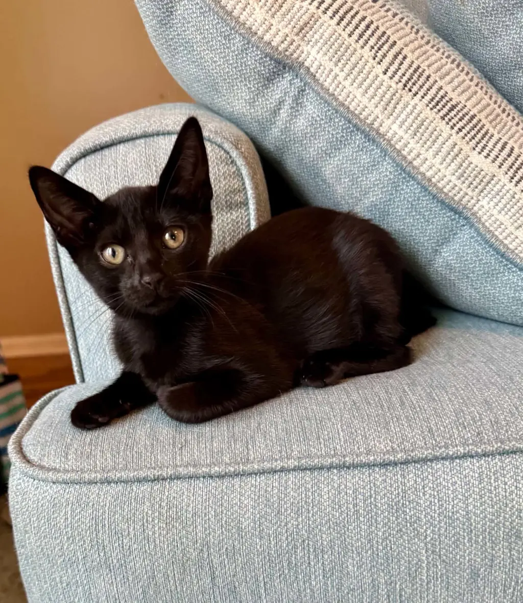 Poppins =^.^=