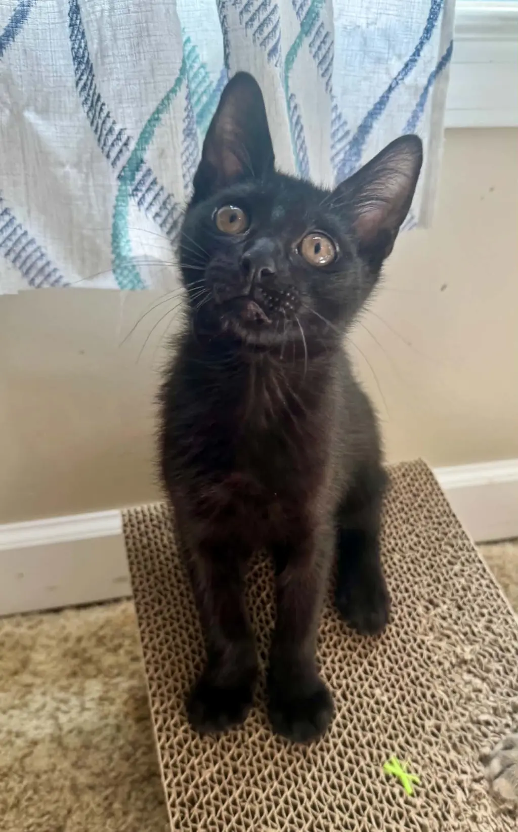 Poe =^.^=