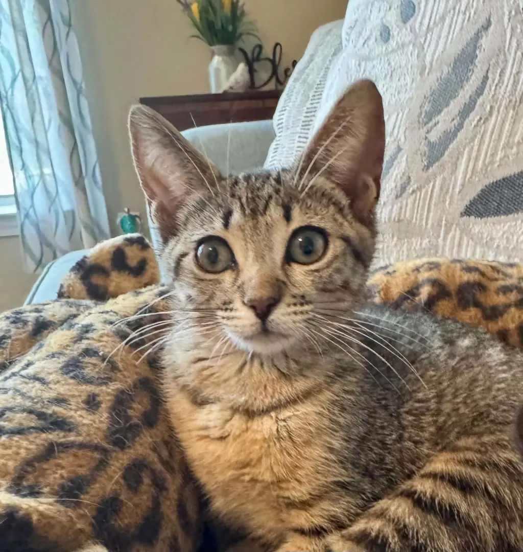 Pixie =^.^=