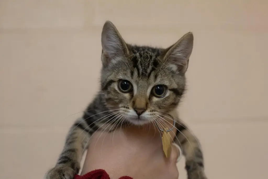 Catniss
