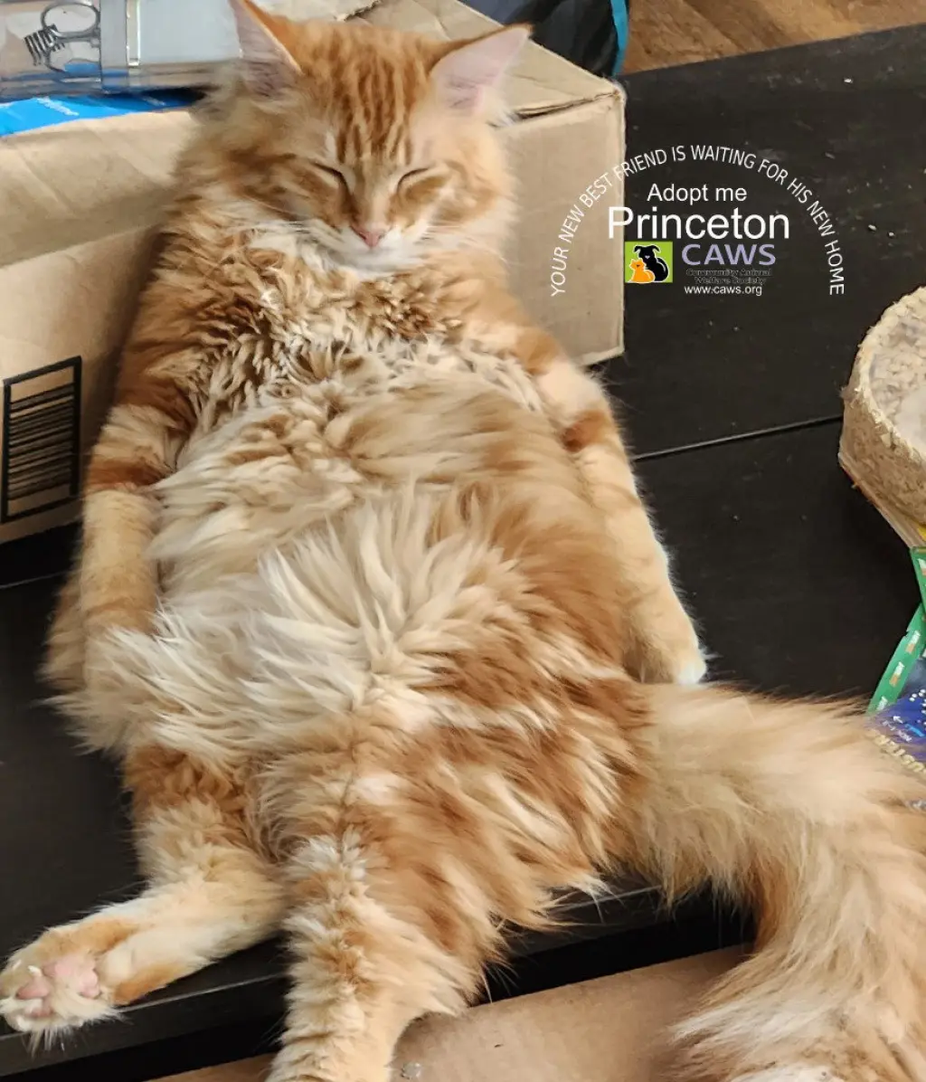 Princeton
