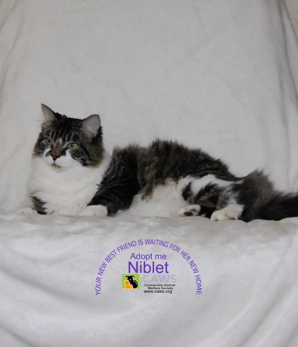 Niblet