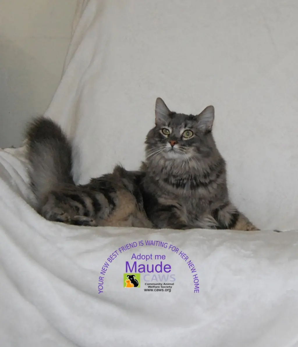 Maude