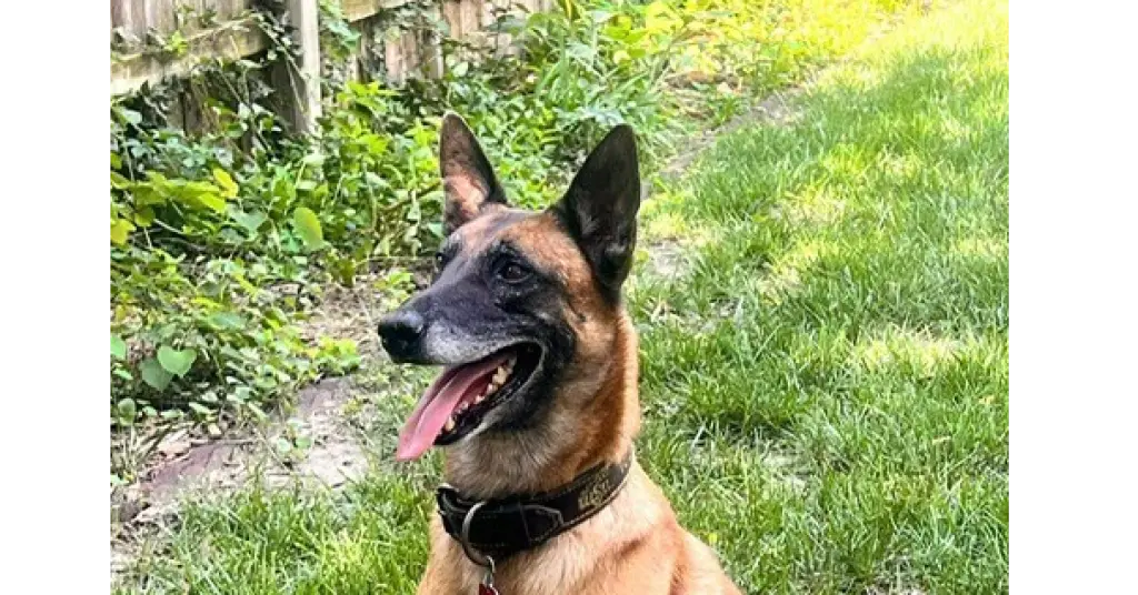 Dozer - (now Rocco) Located in Kansas