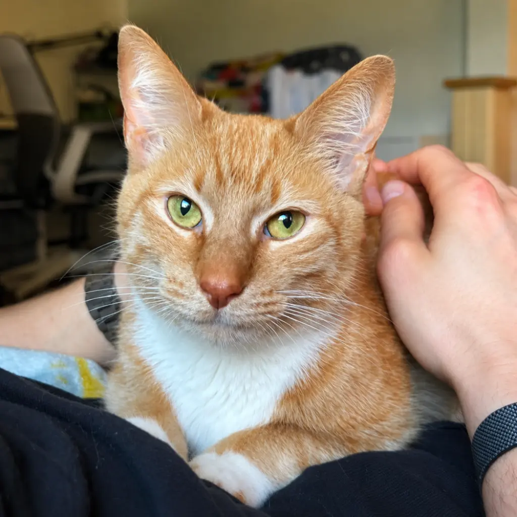 Coco