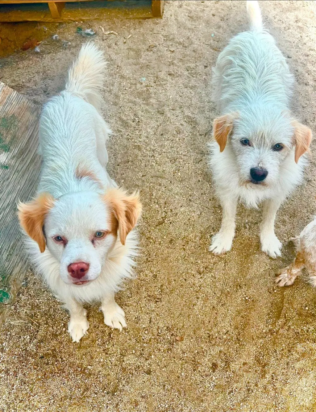 Benji - Adopt Me!