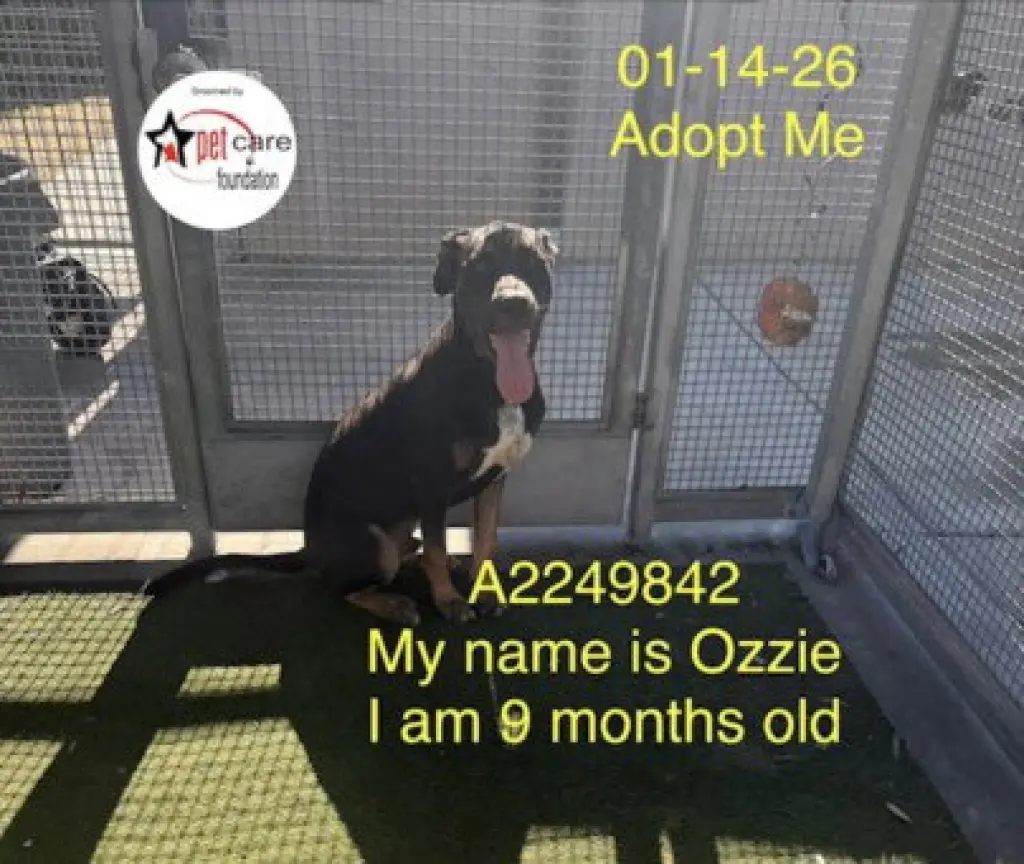 OZZIE