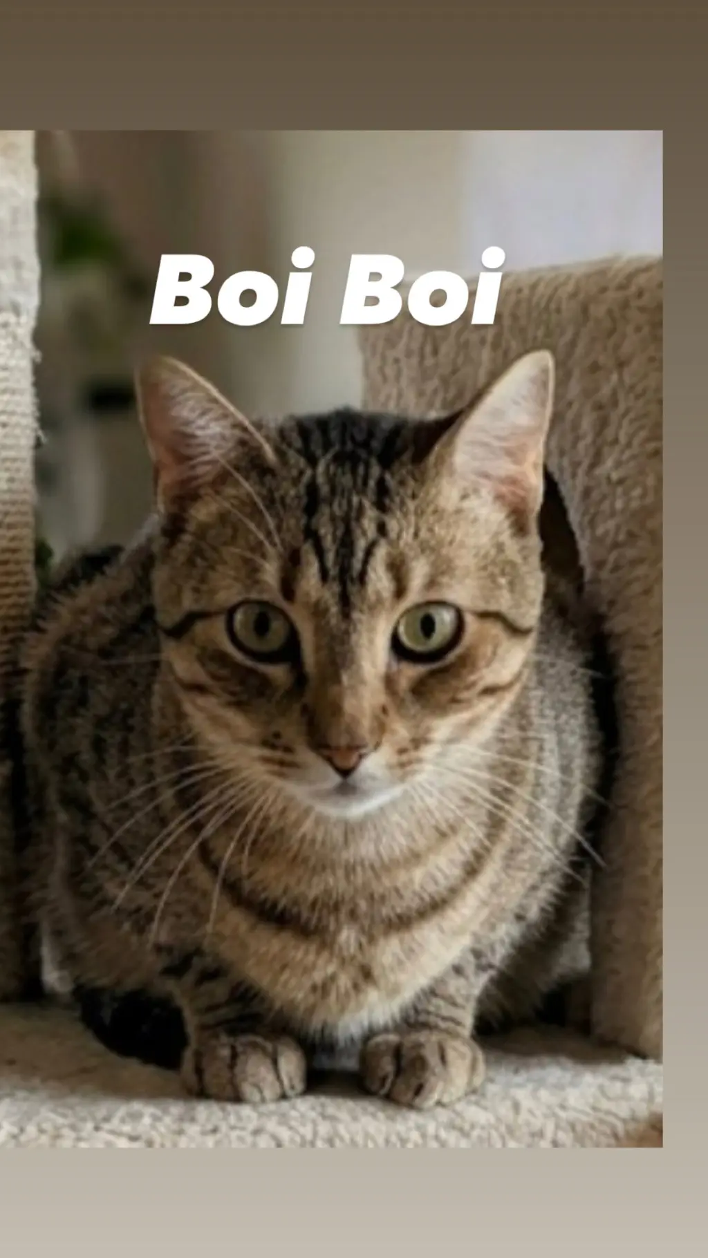 Boi Boi