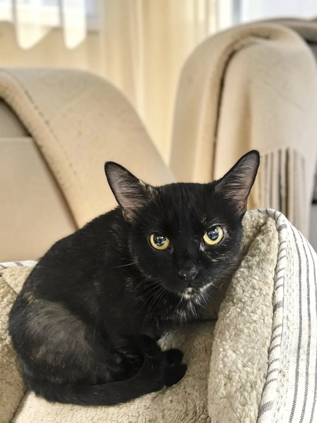 Daphne