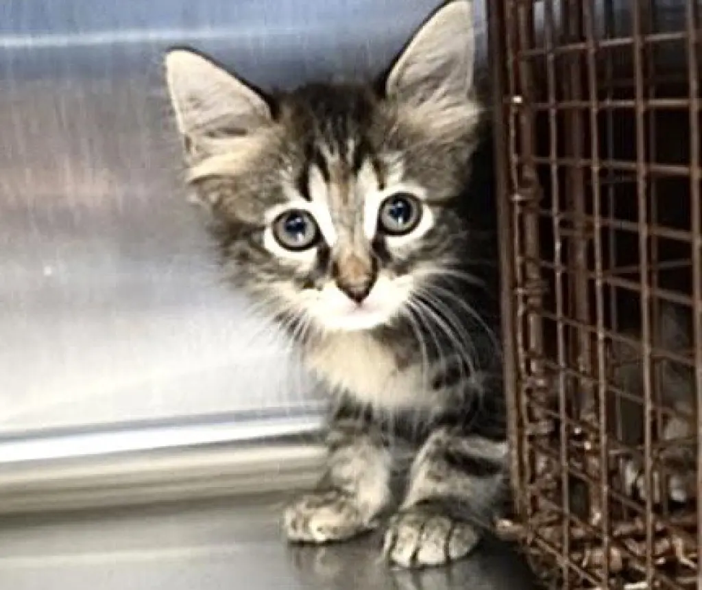 KITTEN 2
