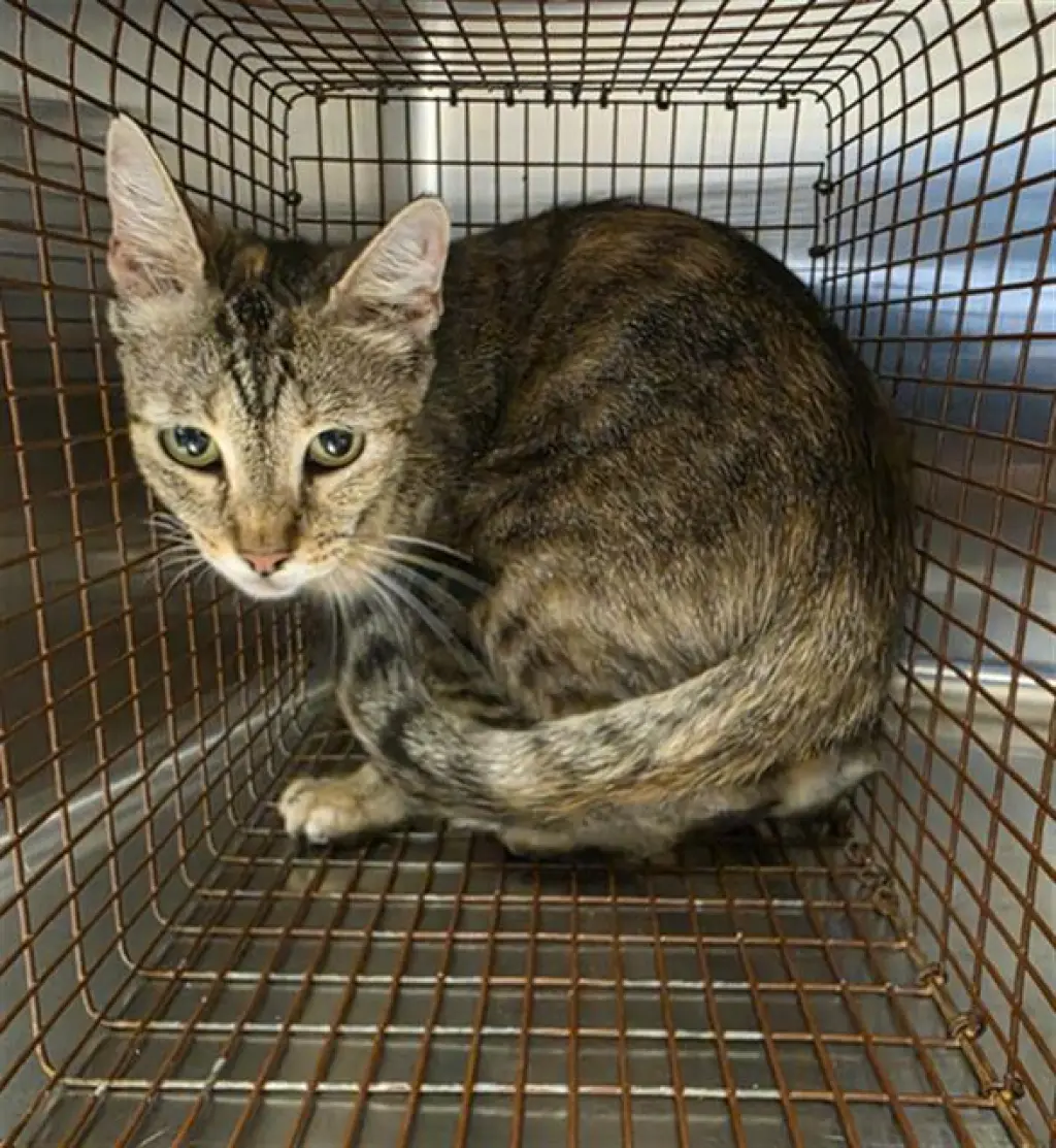MAMA CAT
