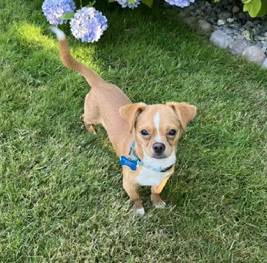 Canelo