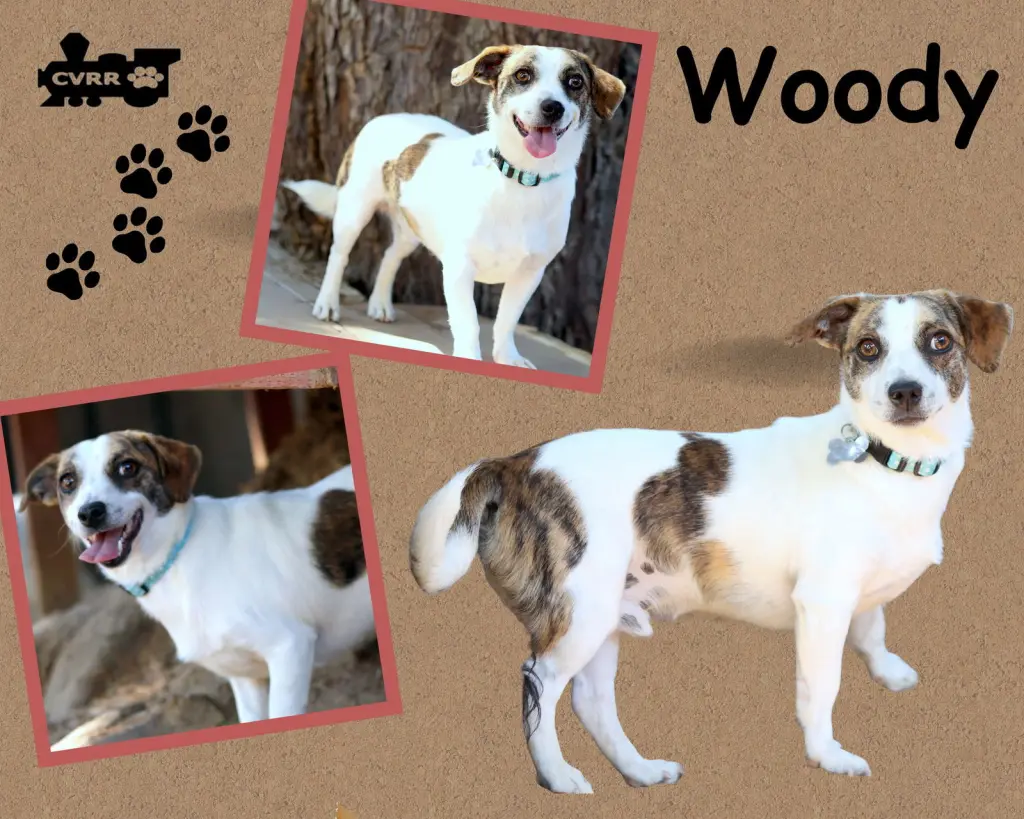 Woody