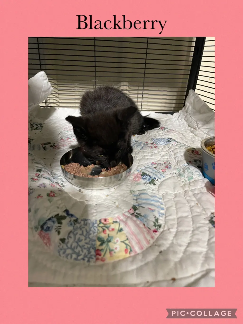 Breakfast kitten- Bacon