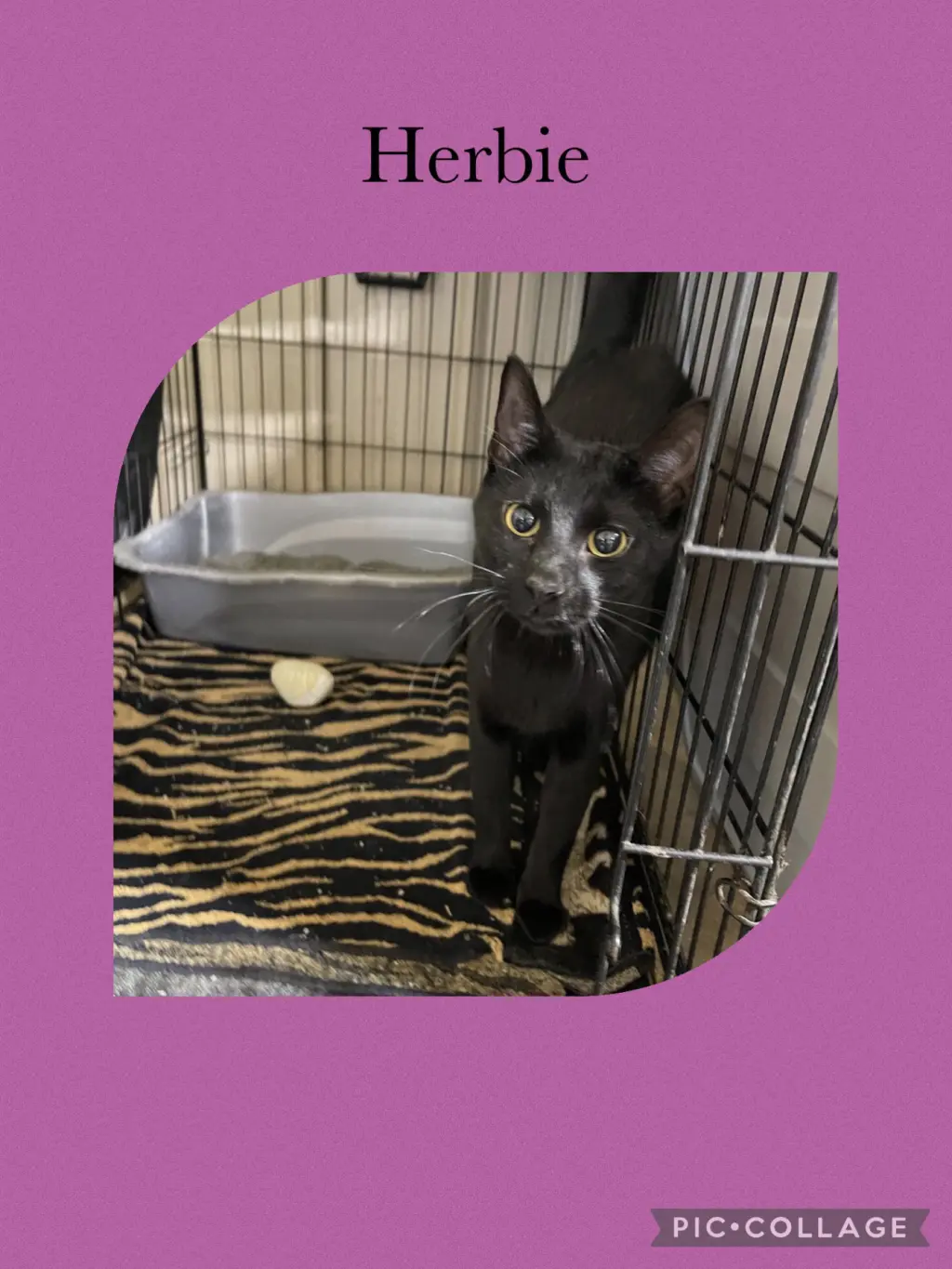 Herbie was Shadow