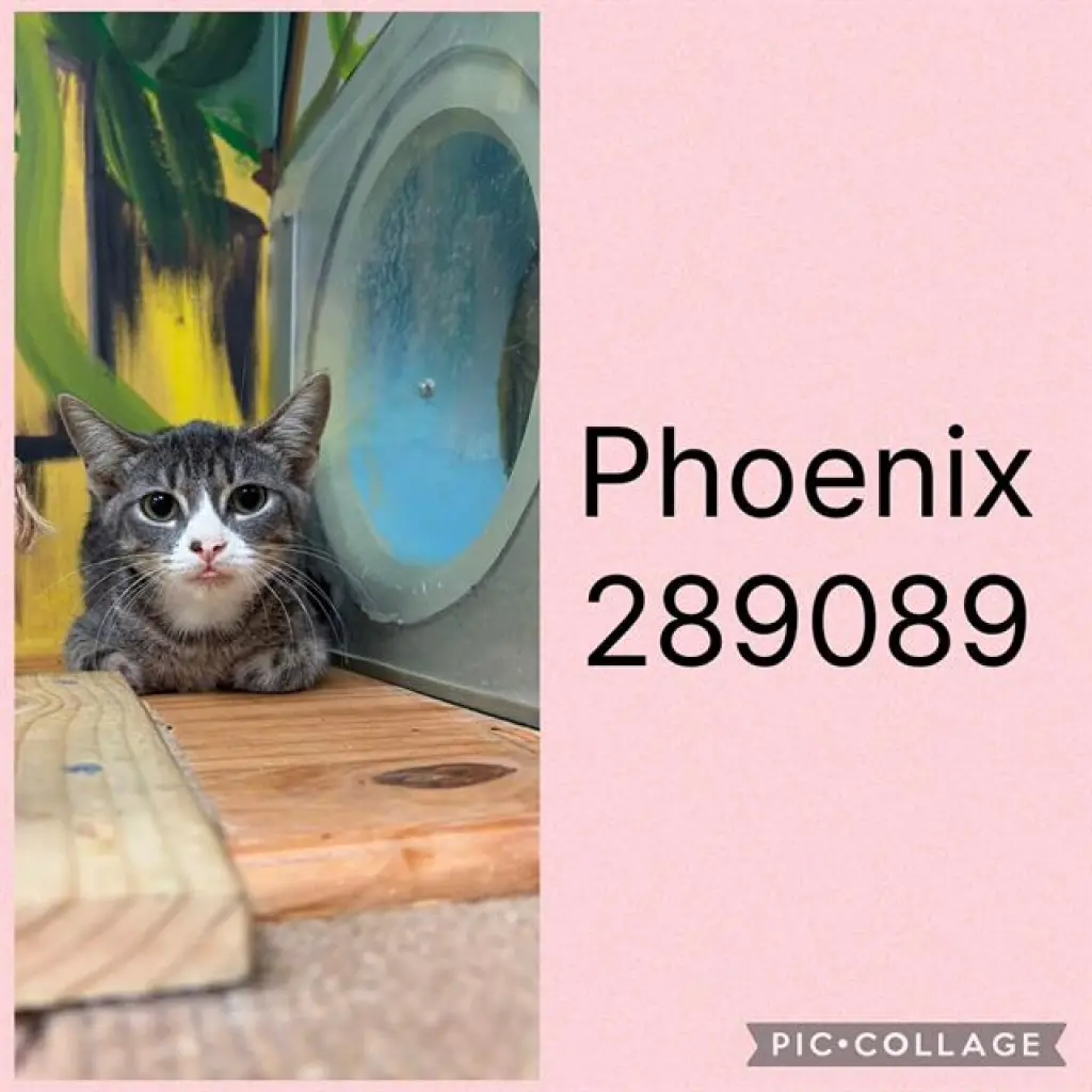 PHOENIX