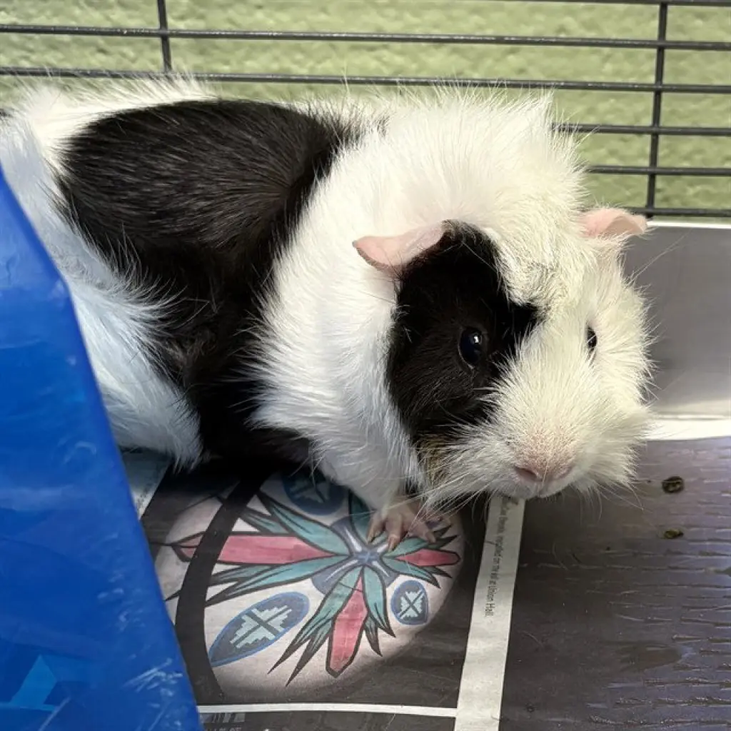 OREO