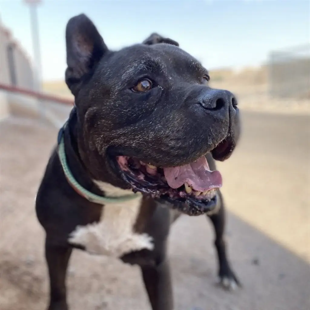 REX