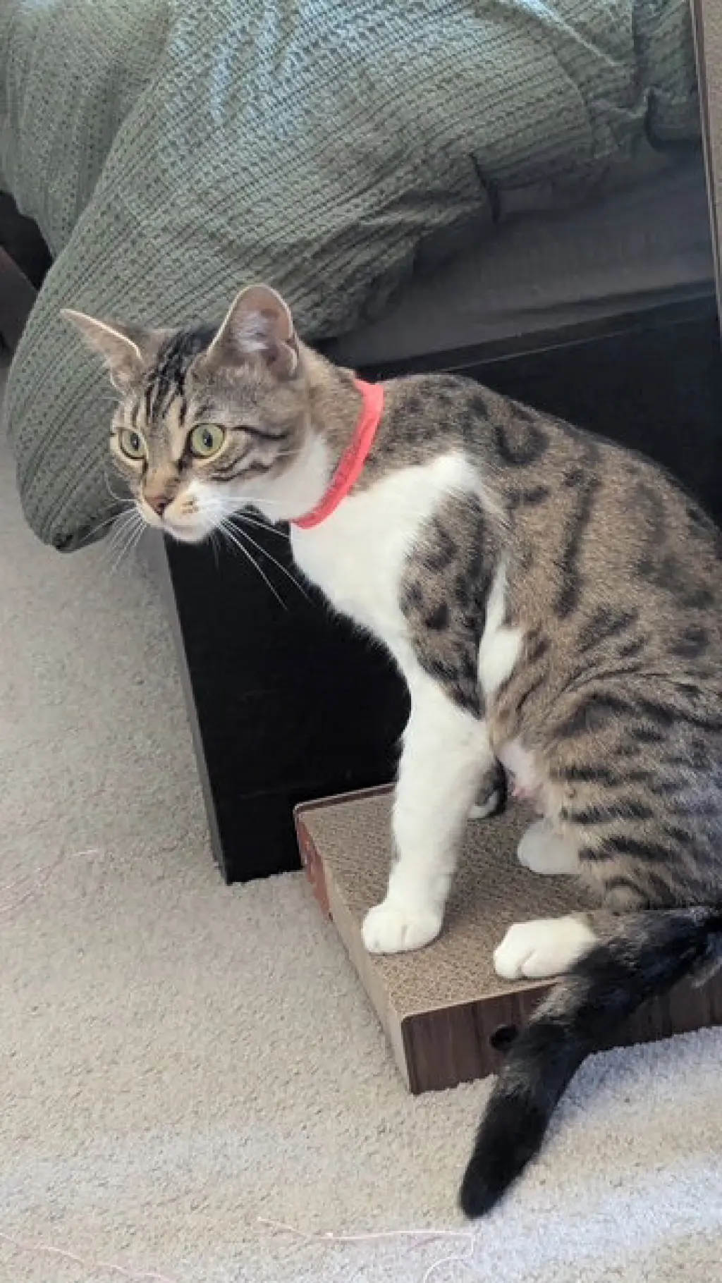 CHICKADEE - Young Bengal mix female