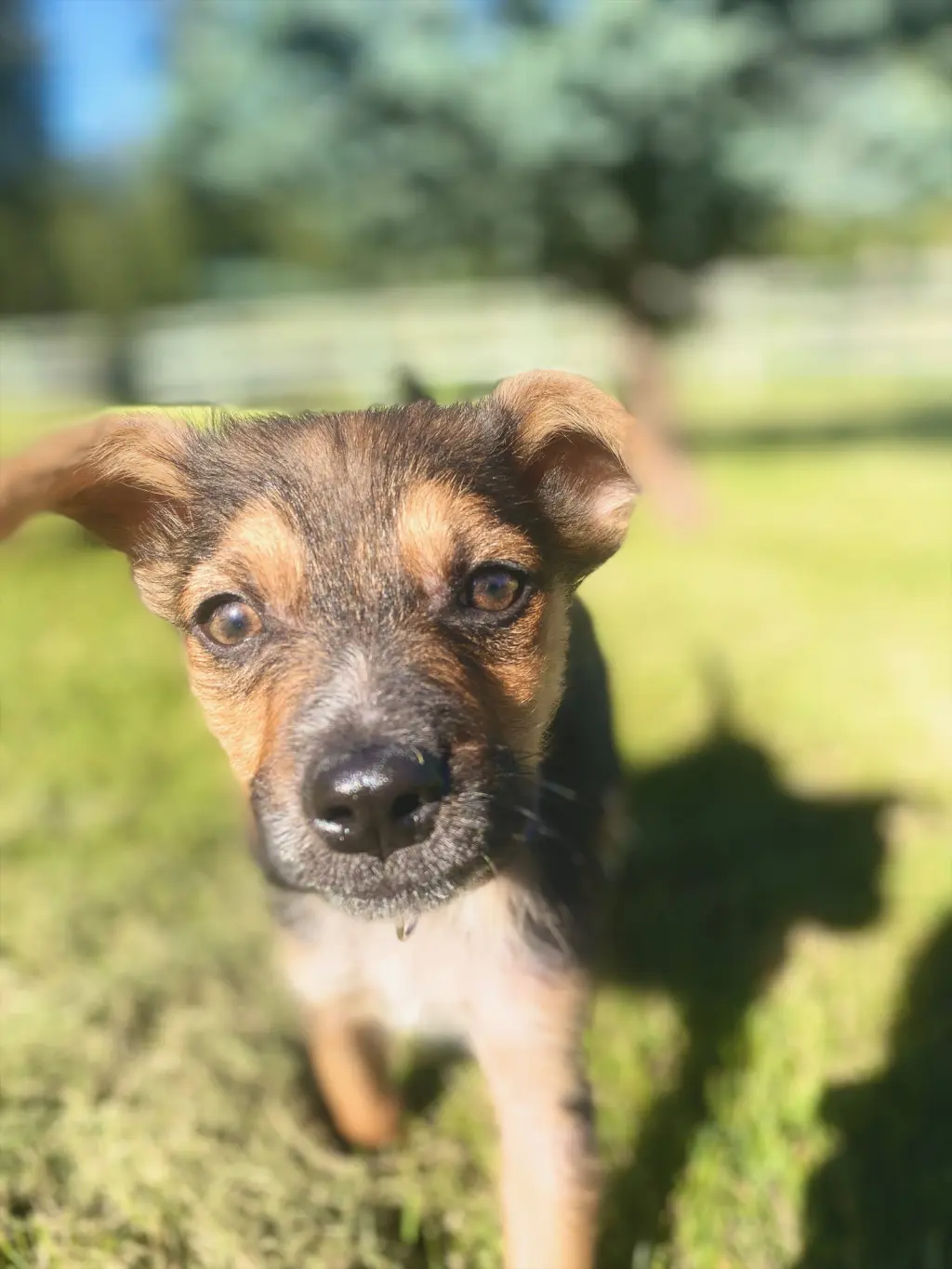 Little Dude