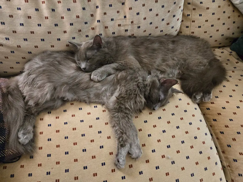 Lady Grey / Matilda