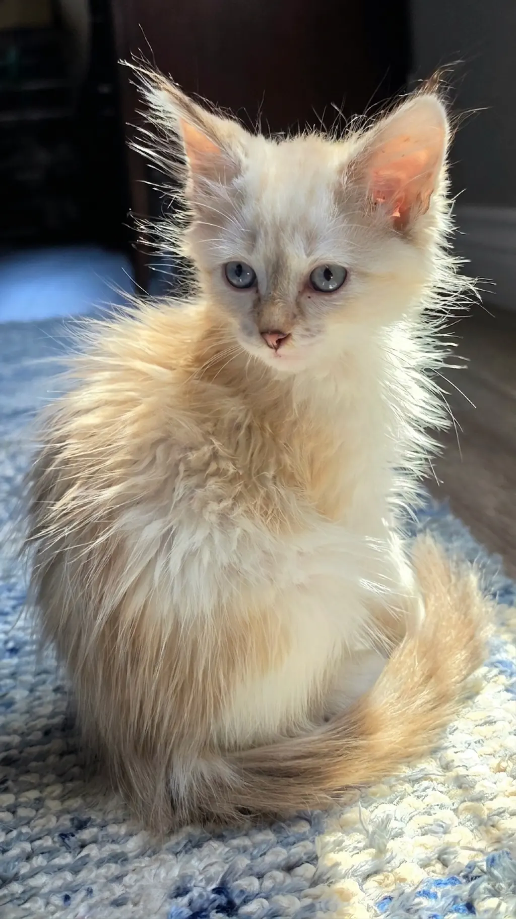 Marigold