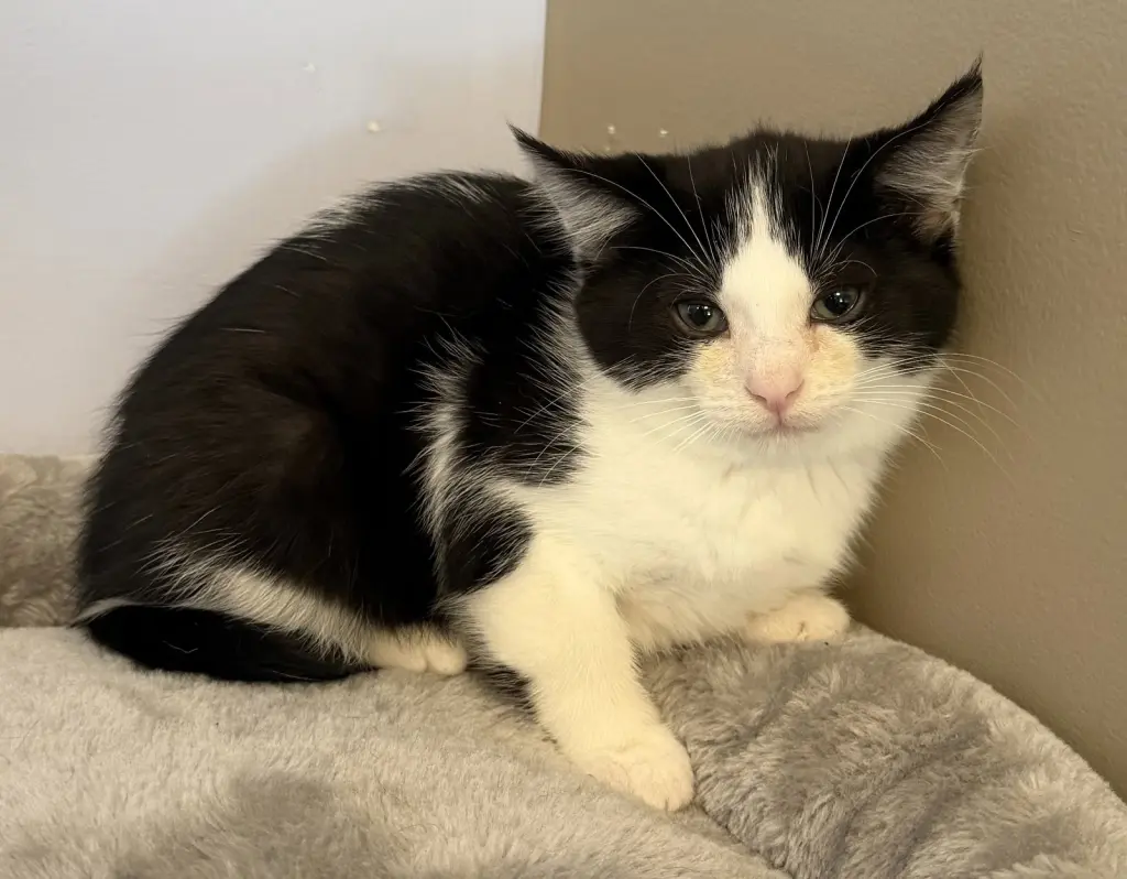 Chili - Meet Me at Fancy Paws