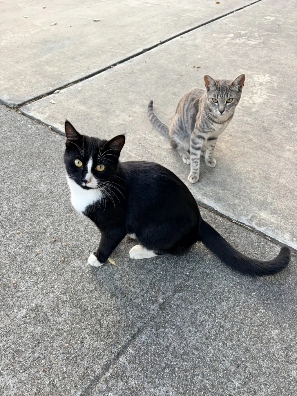 Earl & Gray (Courtesy Post)